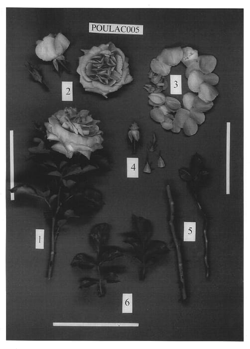 Figure 1 of US plant patent PP16282, the photograph of POULac005 printed in the patent.