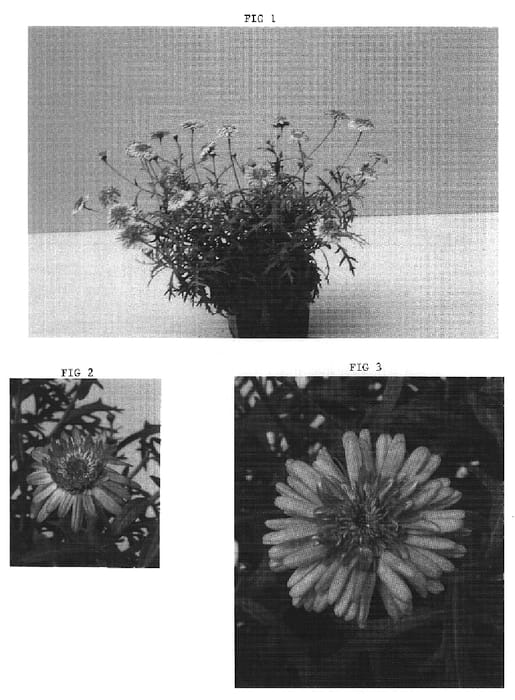 Figure 1 of US plant patent PP16283, the photograph of OHAR01245 printed in the patent.