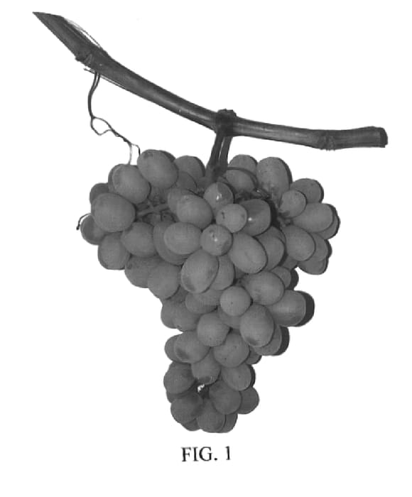 Figure 1 of US plant patent PP16284, the photograph of Autumn King printed in the patent.