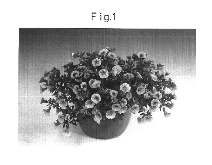 Figure 1 of US plant patent PP16285, the photograph of Sunbel-labu printed in the patent.