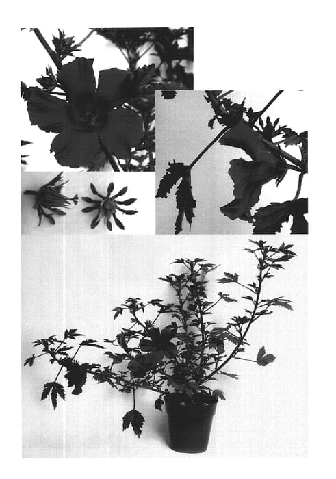 Figure 1 of US plant patent PP16286, the photograph of Maple Sugar printed in the patent.