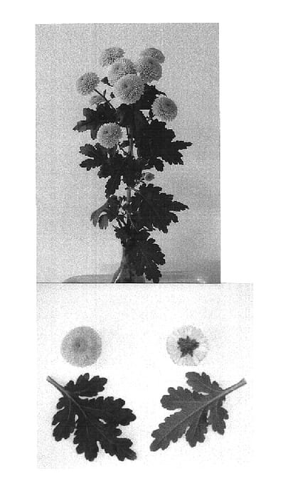 Figure 1 of US plant patent PP16287, the photograph of Jeanny Orange printed in the patent.