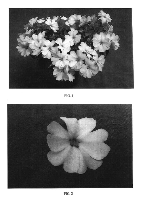 Figure 1 of US plant patent PP16288, the photograph of Balfafblus printed in the patent.