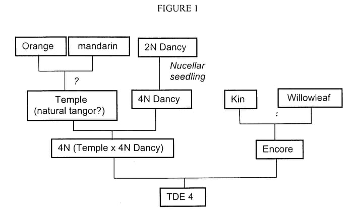 Figure 1 of US plant patent PP16289, the photograph of TDE4 printed in the patent.