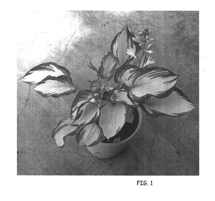 Figure 1 of US plant patent PP16290, the photograph of Eskimo Pie printed in the patent.