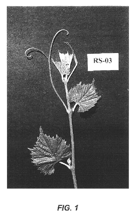 Figure 1 of US plant patent PP16291, the photograph of RS-3 printed in the patent.