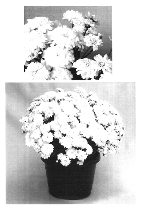 Figure 1 of US plant patent PP16292, the photograph of Supa594 printed in the patent.
