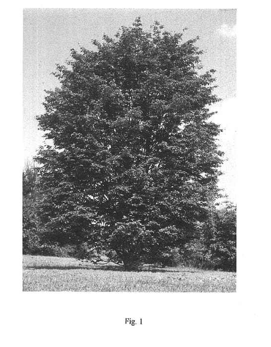 Figure 1 of US plant patent PP16293, the photograph of KN4-43 printed in the patent.