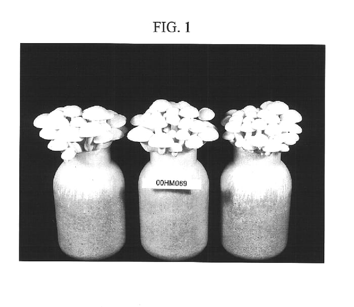 Figure 1 of US plant patent PP16294, the photograph of Hokuto Shiro Ichigoukin printed in the patent.