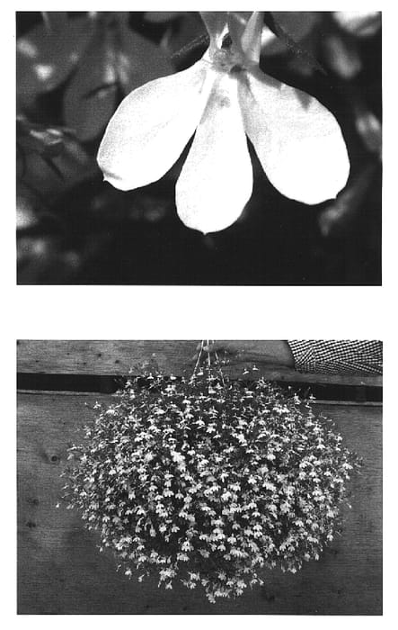 Figure 1 of US plant patent PP16295, the photograph of Weslowhite printed in the patent.