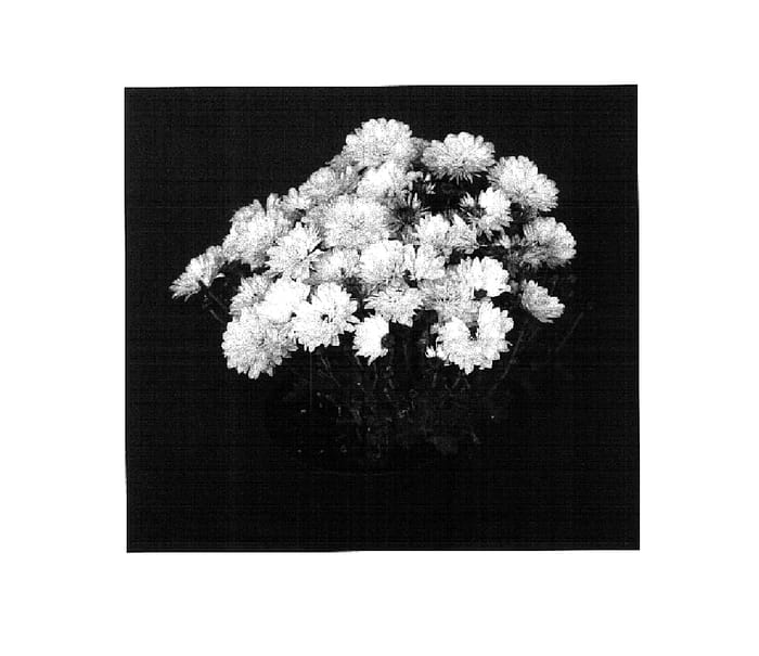 Figure 1 of US plant patent PP16296, the photograph of Soft Yocheryl printed in the patent.
