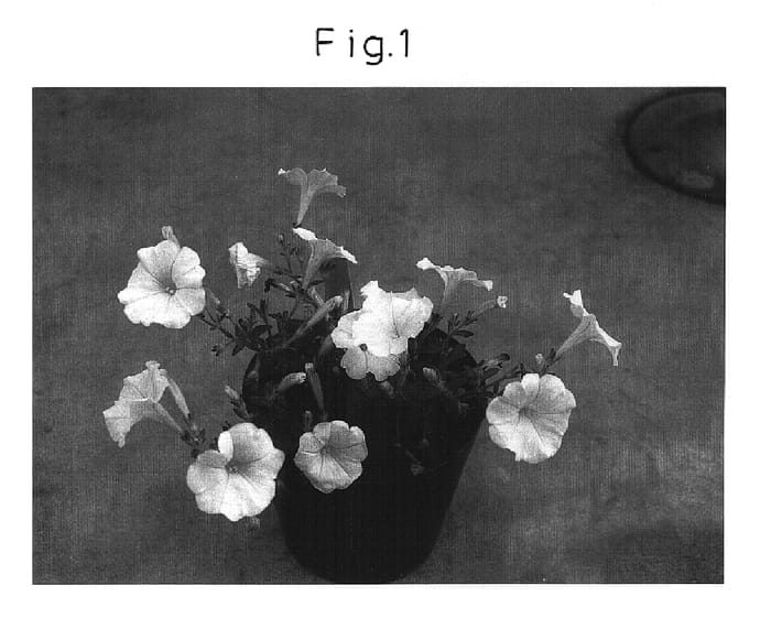 Figure 1 of US plant patent PP16297, the photograph of Sunpatiki printed in the patent.