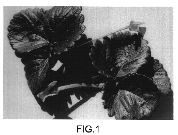 Figure 1 of US plant patent PP16298, the photograph of Driscoll Sanibel printed in the patent.