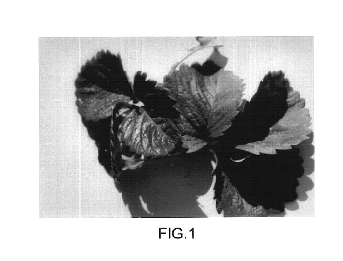 Figure 1 of US plant patent PP16299, the photograph of Driscoll Destin printed in the patent.
