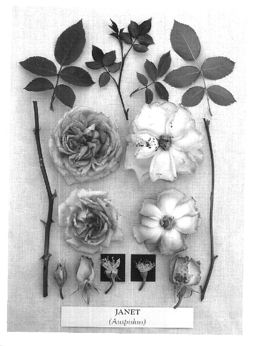 Figure 1 of US plant patent PP16300, the photograph of AUSpishus printed in the patent.