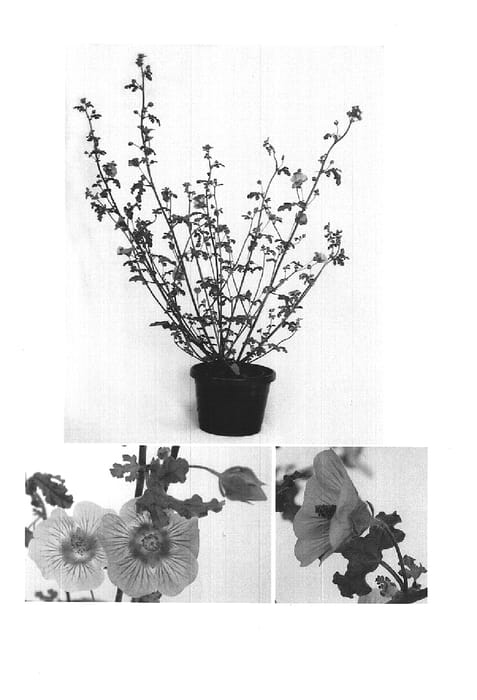 Figure 1 of US plant patent PP16301, the photograph of Elegant Lady printed in the patent.