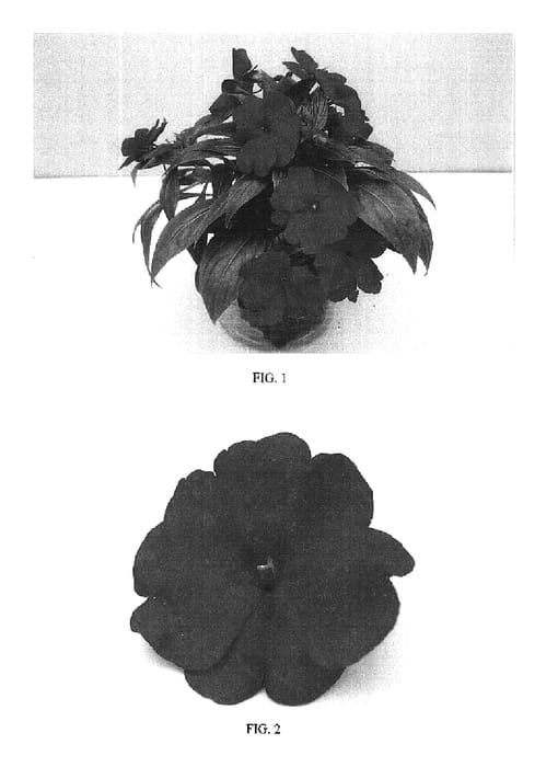 Figure 1 of US plant patent PP16302, the photograph of Balcebimpu printed in the patent.