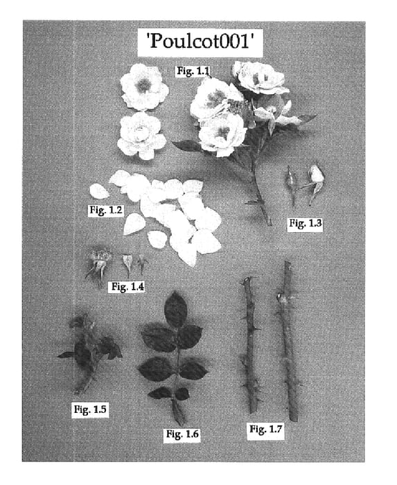 Figure 1 of US plant patent PP16303, the photograph of Poulcot001 printed in the patent.