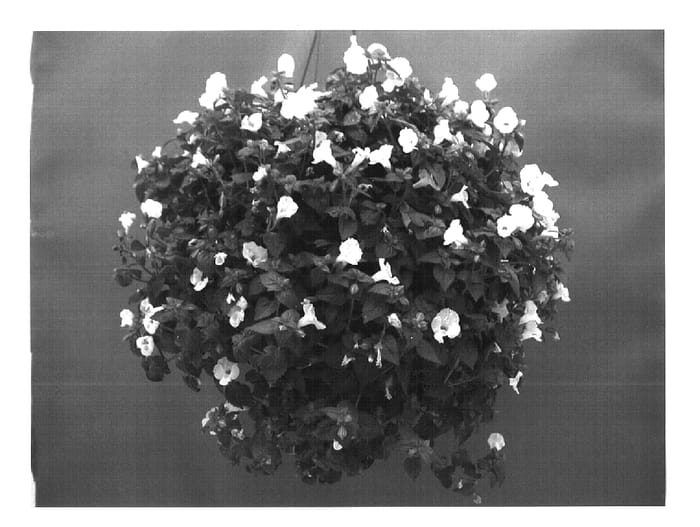 Figure 1 of US plant patent PP16304, the photograph of Dantorwhite printed in the patent.