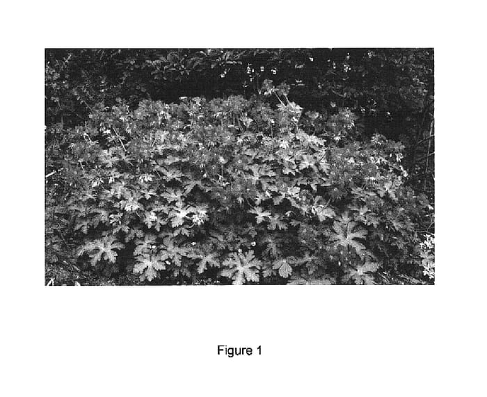 Figure 1 of US plant patent PP16305, the photograph of Sabani Blue printed in the patent.