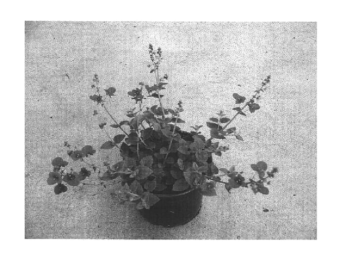 Figure 1 of US plant patent PP16306, the photograph of Sumdia 03 printed in the patent.
