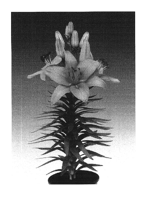 Figure 1 of US plant patent PP16307, the photograph of Tiny Dino printed in the patent.