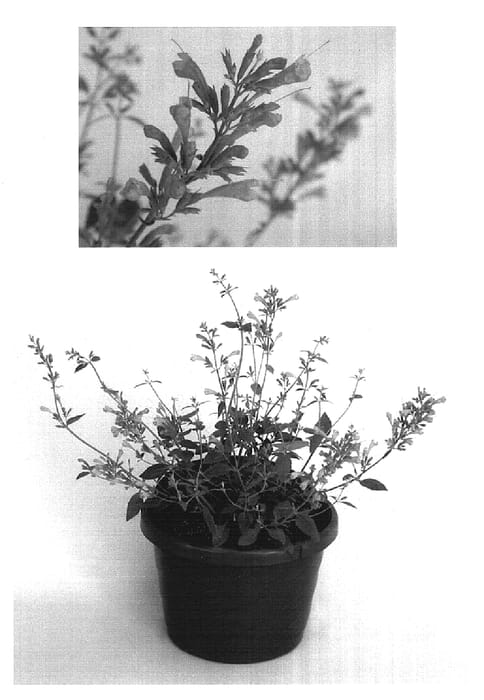 Figure 1 of US plant patent PP16308, the photograph of Kiegador printed in the patent.