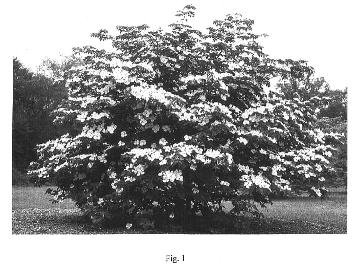 Figure 1 of US plant patent PP16309, the photograph of KN30-8 printed in the patent.
