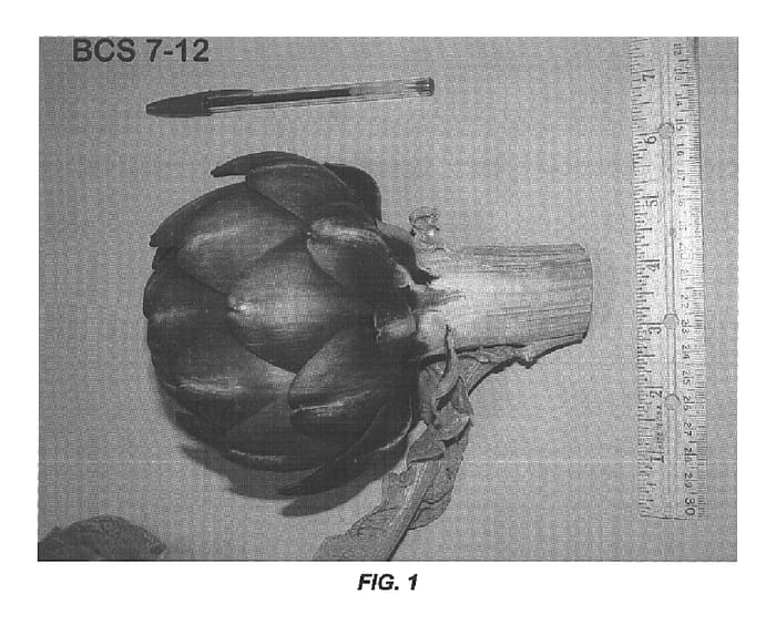 Figure 1 of US plant patent PP16310, the photograph of BCS 7-12 printed in the patent.