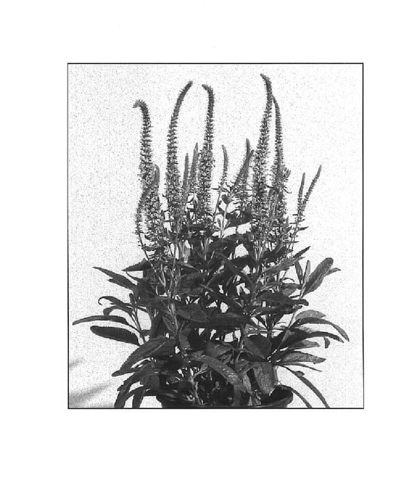 Figure 1 of US plant patent PP16311, the photograph of Pink Panther printed in the patent.