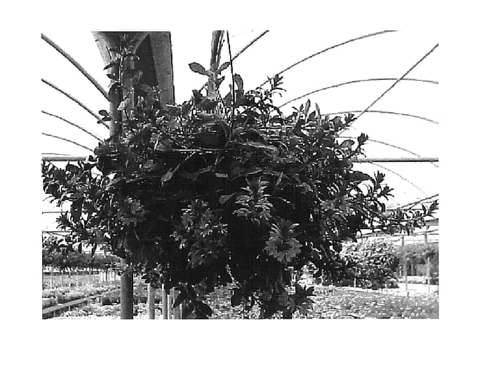 Figure 1 of US plant patent PP16312, the photograph of Cajun Blue printed in the patent.