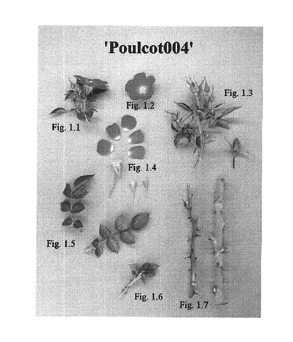 Figure 1 of US plant patent PP16313, the photograph of Poulcot004 printed in the patent.