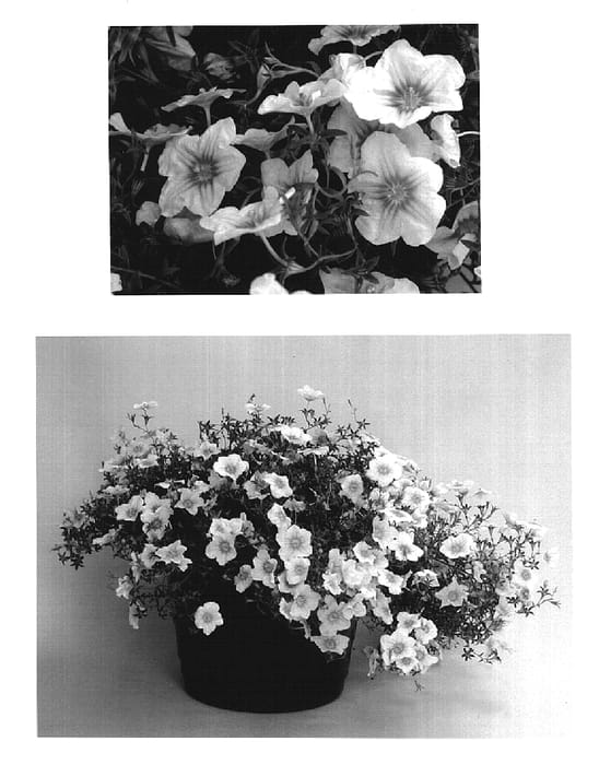 Figure 1 of US plant patent PP16314, the photograph of Blue Eye printed in the patent.