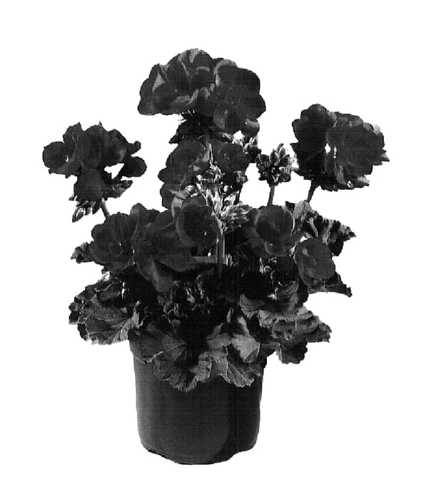 Figure 1 of US plant patent PP16315, the photograph of Genvada printed in the patent.