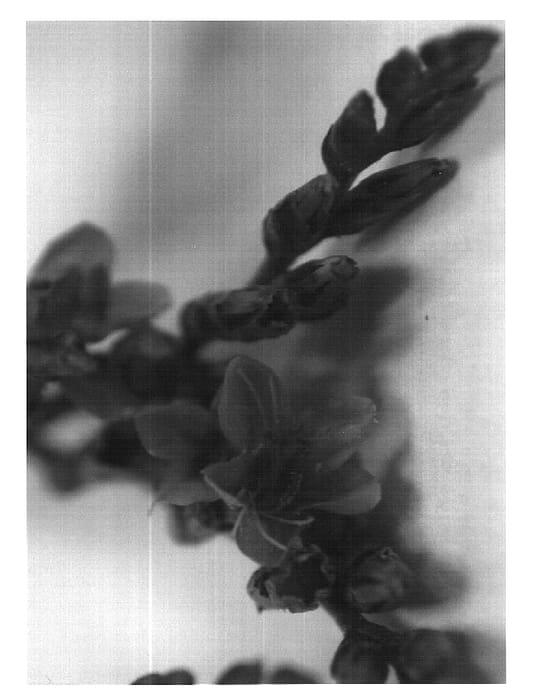 Figure 1 of US plant patent PP16316, the photograph of Danlisadablue printed in the patent.