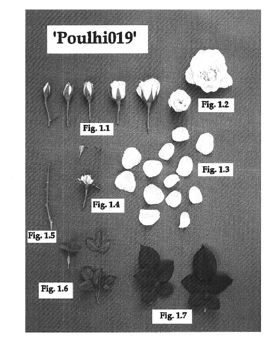 Figure 1 of US plant patent PP16317, the photograph of Poulhi019 printed in the patent.