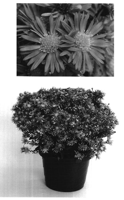 Figure 1 of US plant patent PP16318, the photograph of Yoballad printed in the patent.