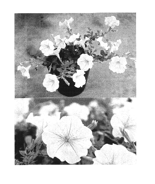 Figure 1 of US plant patent PP16319, the photograph of Sunmilk printed in the patent.