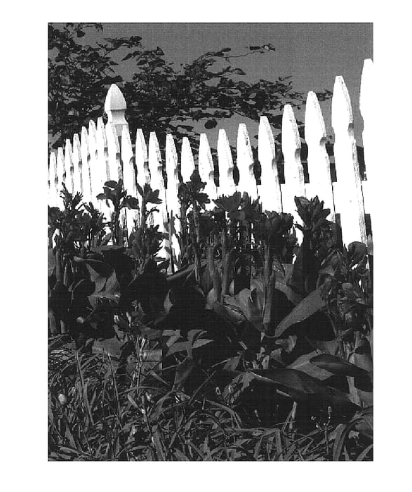 Figure 1 of US plant patent PP16320, the photograph of RobToyRed printed in the patent.