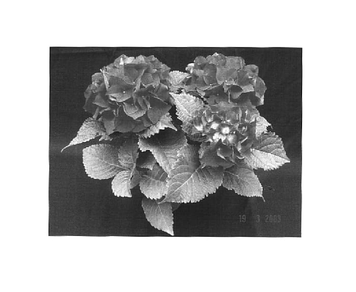 Figure 1 of US plant patent PP16321, the photograph of 200724077 printed in the patent.