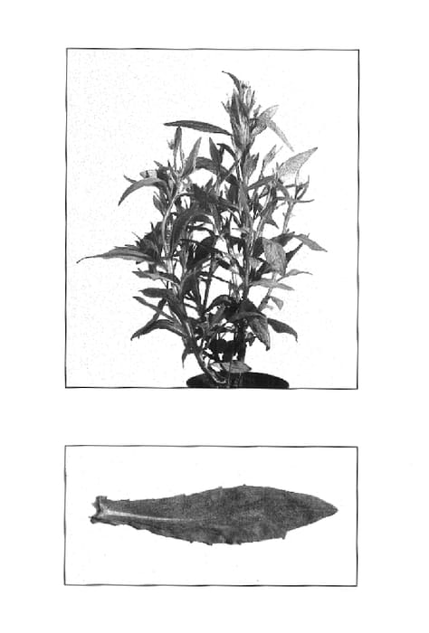 Figure 1 of US plant patent PP16322, the photograph of Chelsey printed in the patent.