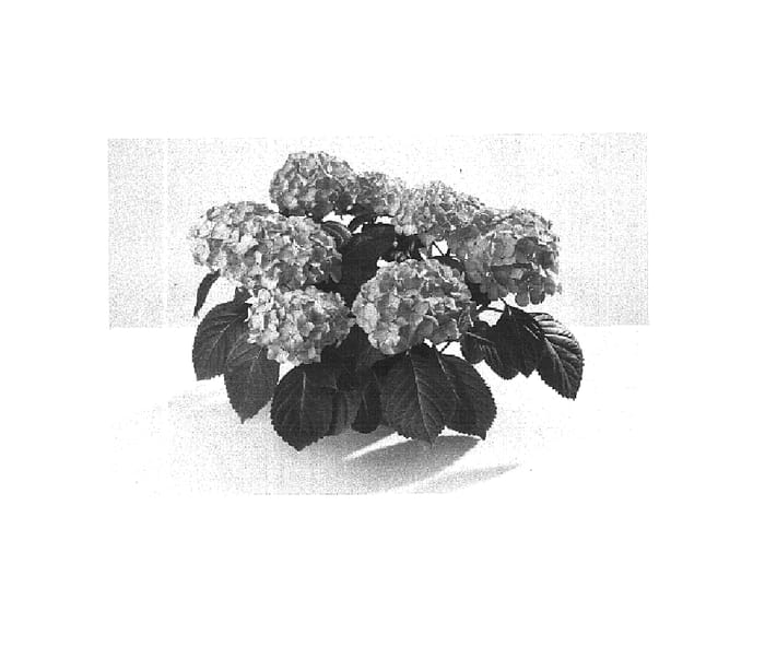 Figure 1 of US plant patent PP16323, the photograph of 1701 printed in the patent.