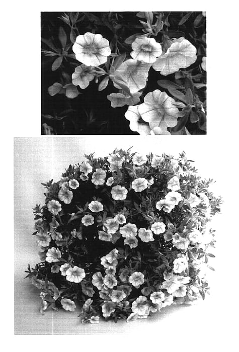 Figure 1 of US plant patent PP16324, the photograph of USCALI67 printed in the patent.