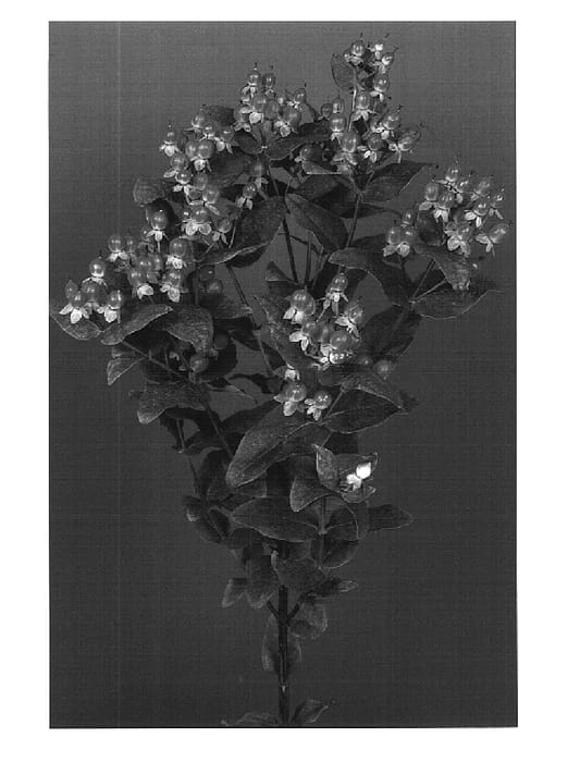 Figure 1 of US plant patent PP16325, the photograph of Vermelcla printed in the patent.
