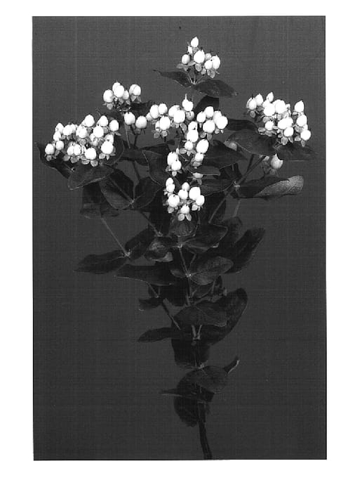Figure 1 of US plant patent PP16326, the photograph of Verivocla printed in the patent.
