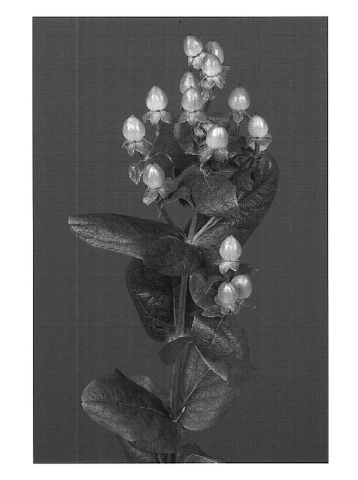 Figure 1 of US plant patent PP16327, the photograph of Versalcla printed in the patent.