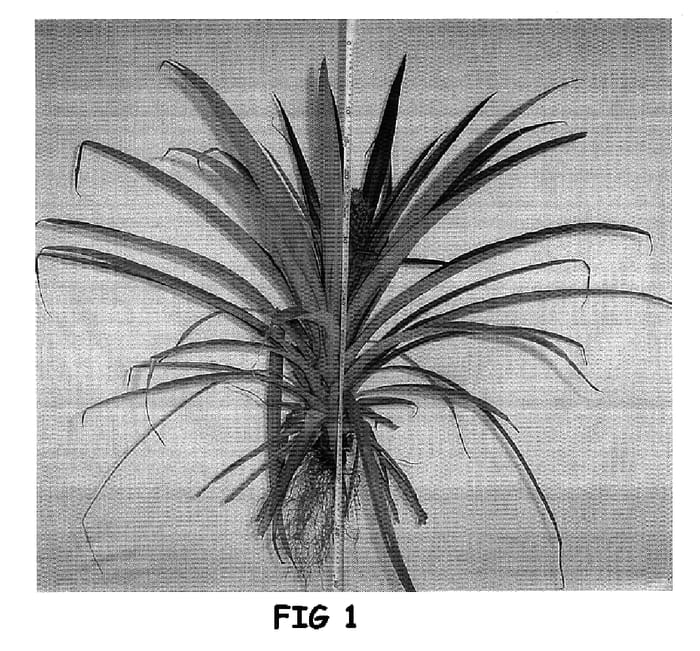 Figure 1 of US plant patent PP16328, the photograph of Honey Gold printed in the patent.