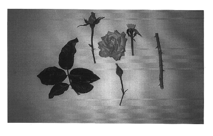 Figure 1 of US plant patent PP16329, the photograph of Bronze Sunset printed in the patent.