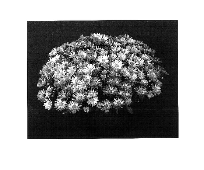 Figure 1 of US plant patent PP16330, the photograph of Yotasha printed in the patent.