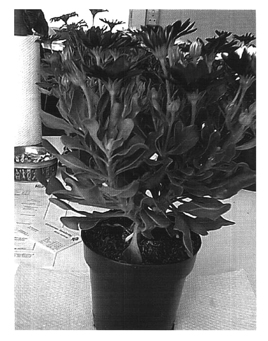 Figure 1 of US plant patent PP16331, the photograph of Sunny Stephanie printed in the patent.